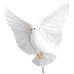 Folieballon Duif 73cm
