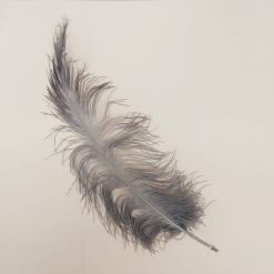 Struisveer Spadona Donker Grijs 50-60cm